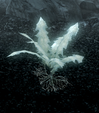 Glowing Nirnroot Skyrim