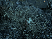 Luna moth habitat