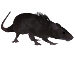 Oblivion Rat