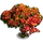 Red Cassia Tree-icon