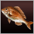 Red Snapper