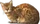 HO SecLPond Cat-icon