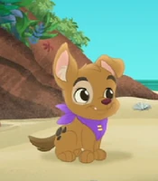 Jake-Pirate-Pup
