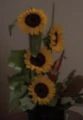 Sunflower.jpg