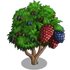 Chinese Mulberry Tree-icon