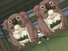 Koala