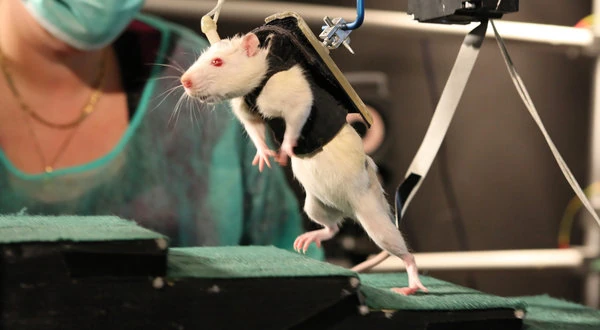 01rats1-articleLarge