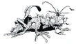 Basilisk FF1