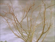 JamesandtheTroublewithTrees47