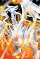 Reshiram in Flames.jpeg