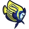 Emperor Angelfish-icon