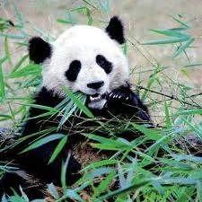 MinxPanda