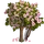 Summer Cherry Tree-icon