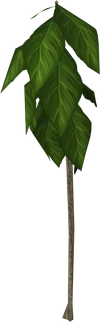 Teaktree