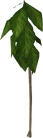 Teaktree