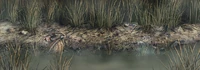 Qu'sMarshShore4