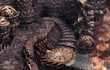 PandemoniumOuterPath