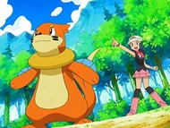 EP522 Buizel y Dawn