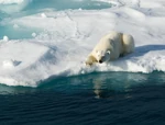 Sn-polarbears-thumb-autox600-5000