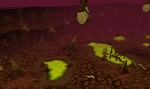 Qbd belly2