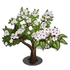 Evergreen Pear Tree-icon