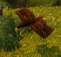 ThievingPlainshawk