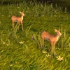 TawnyhideFawn