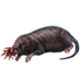 Item starnosedmole 01