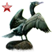 Item doublecrestedcormorant ruby 01