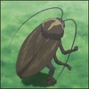 Cockroach