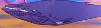 California Gray Whale