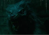 Wolfcloseup