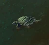 RazorbackSnapper