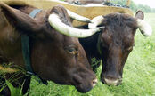 Oxen1