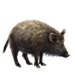 Item sardinianwildboar 01