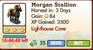 Morgan Stallion Market Info (June 2012)