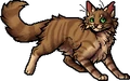 Crookedstar.apprentice