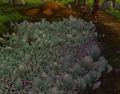 BrightGreenSpinach.jpg