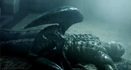 ProtoAlienBirth