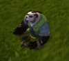 ShaiCliffwatcher