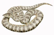 Titan-boa