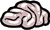 Brain