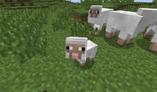 Tiny-sheep