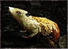 Rat wolf