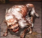 Psy dog