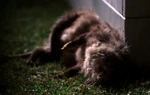 Scruffles the Possom Dead