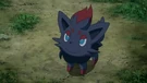 P13 Zorua