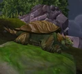 BulgebackTortoise.jpg