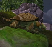 BulgebackTortoise