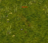 SlyFoxCamouflage